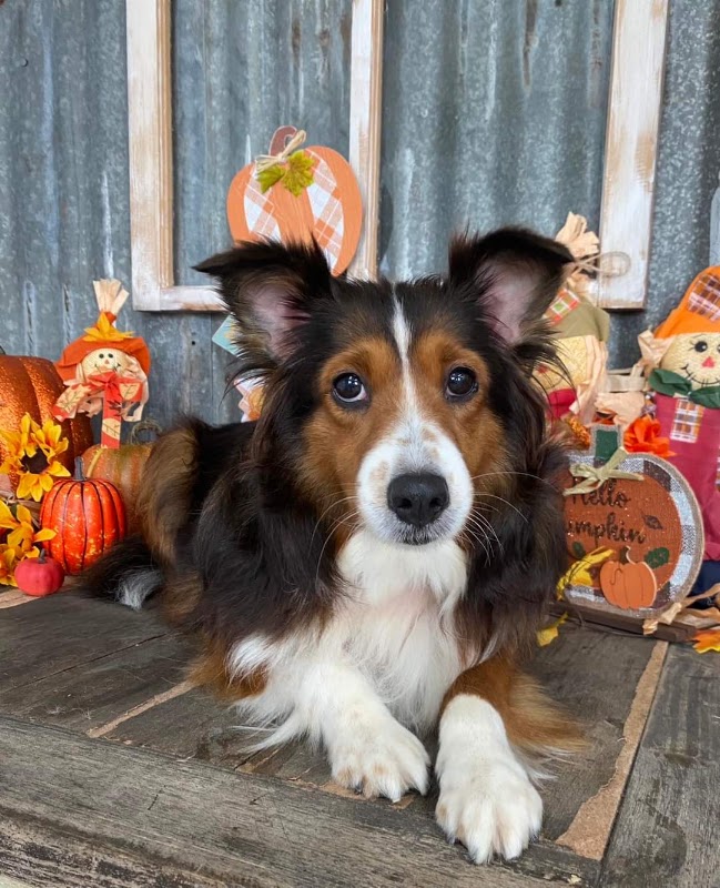 Fur Babies Dog Grooming Salon photo 1