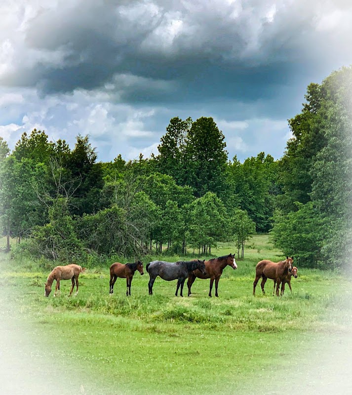 Kohler's Four Seasons Realty