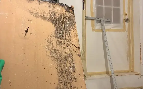 Mold Commander